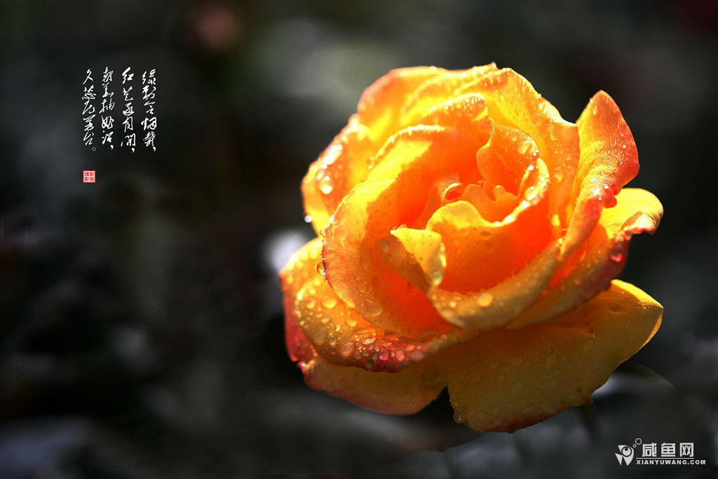 2Y5A8040_副本.jpg