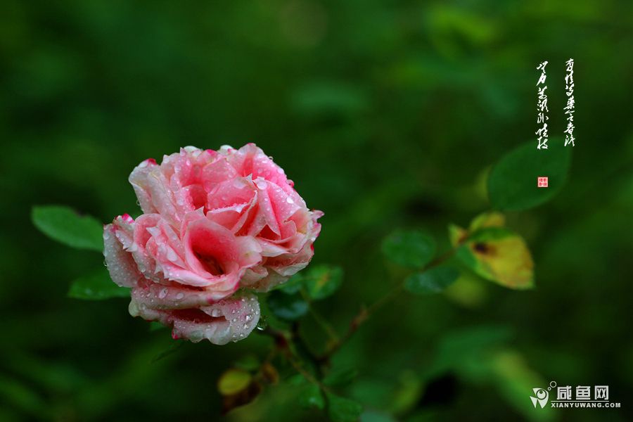 2Y5A0953.JPG