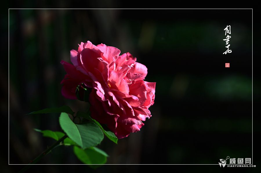 2Y5A1418.JPG