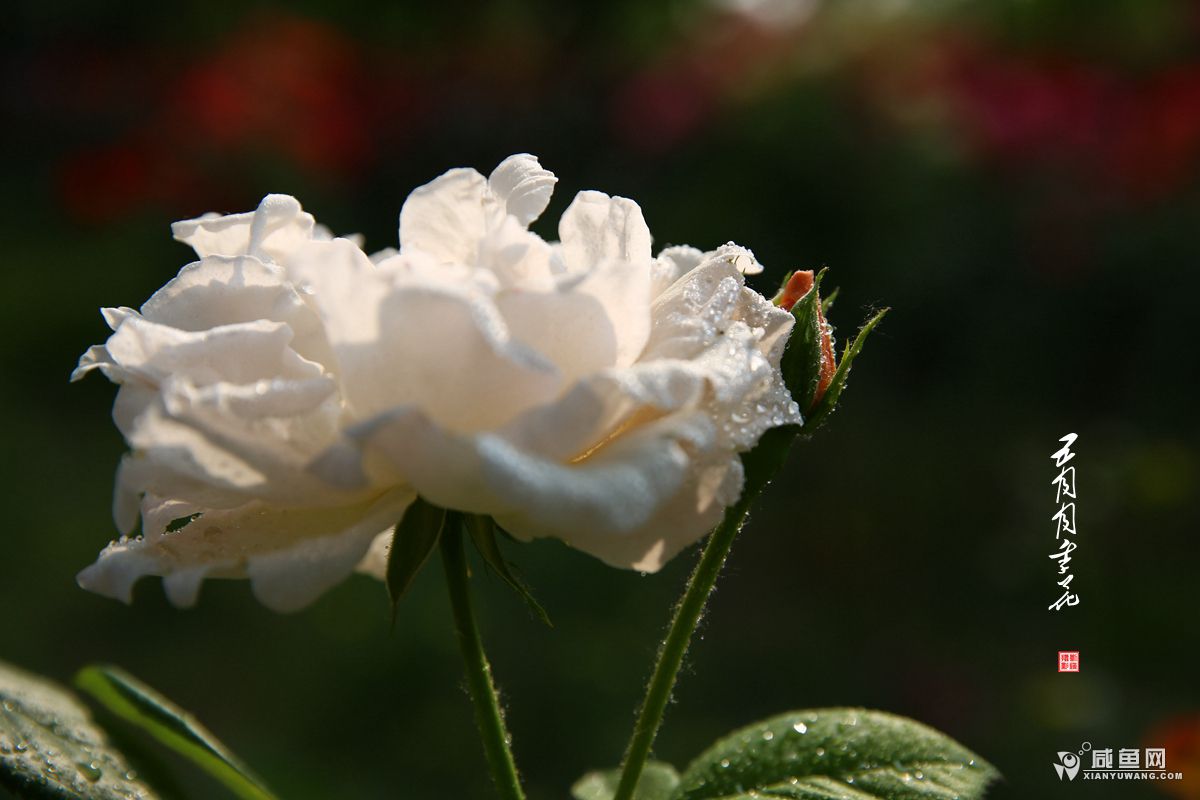 2Y5A2222.JPG