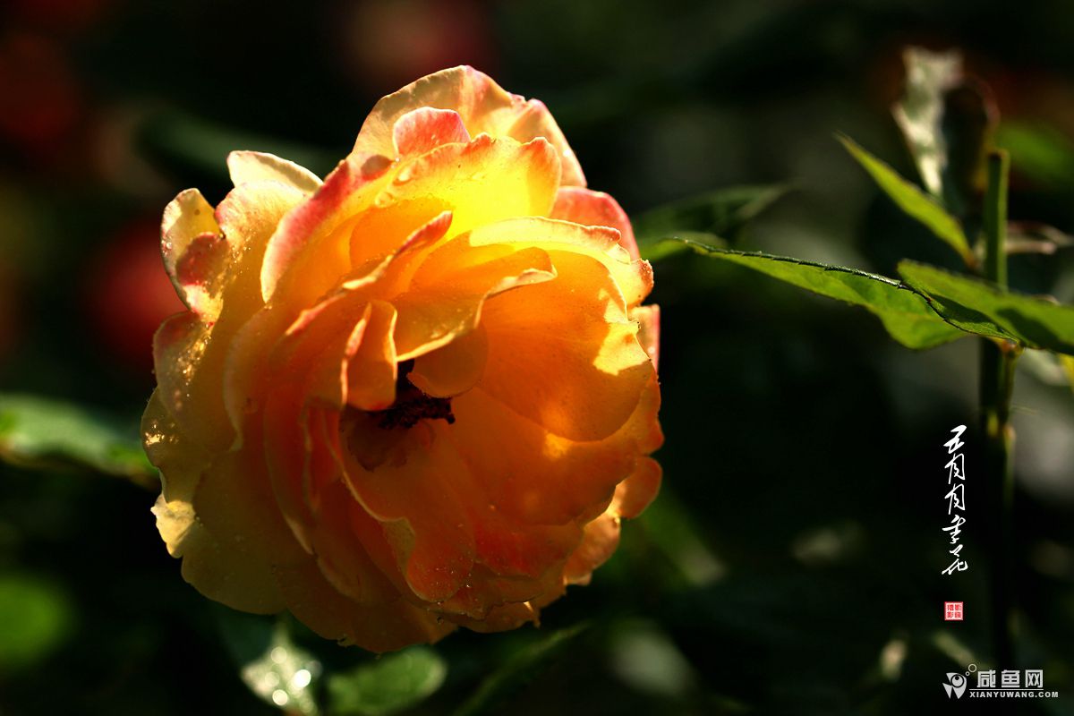 2Y5A2275.JPG