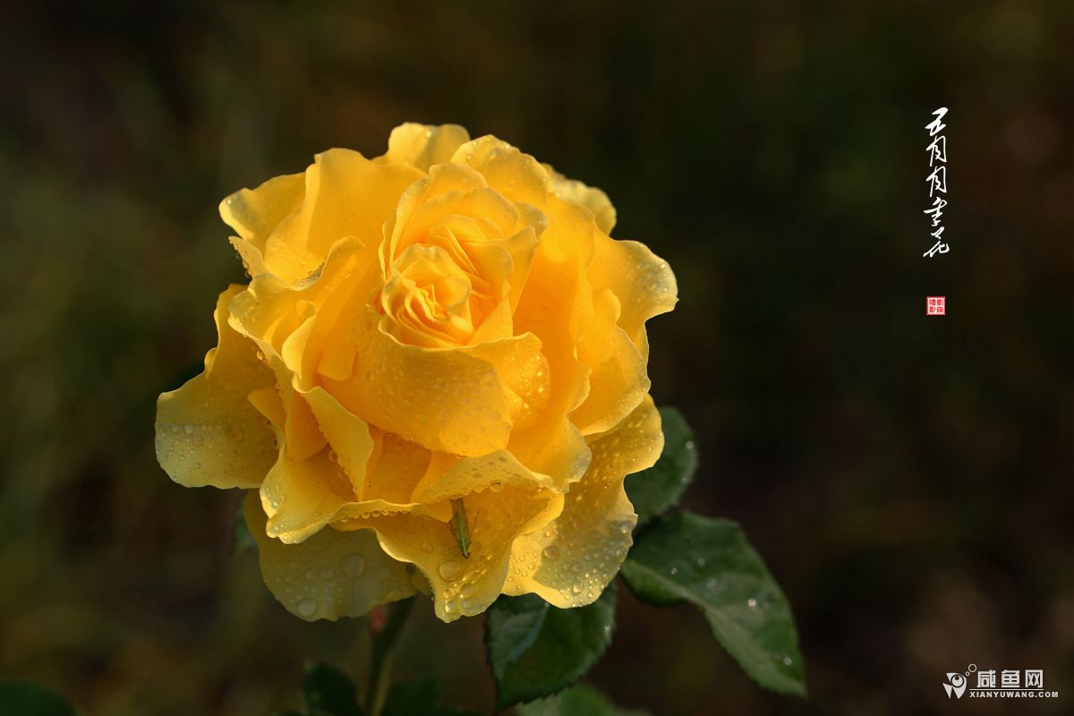 2Y5A2279.JPG