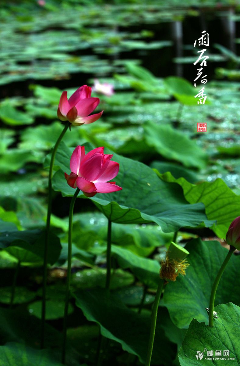 2Y5A6185_副本.jpg