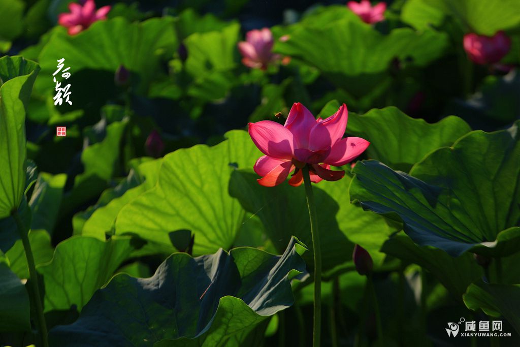2Y5A6544_副本.jpg