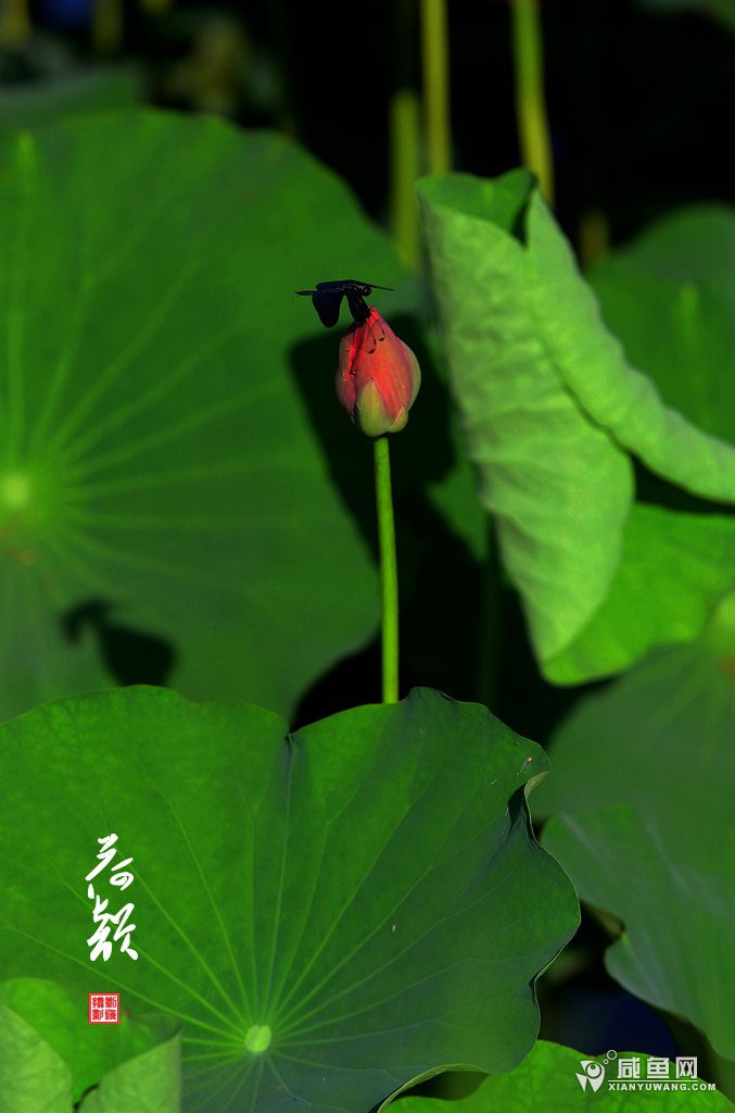 2Y5A6776_副本.jpg