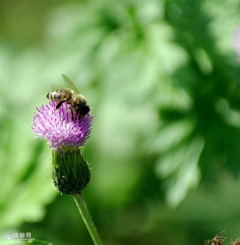 蜜蜂10.jpg