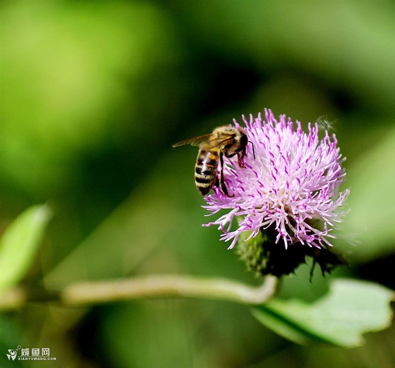 蜜蜂11.jpg
